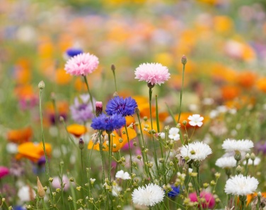 Logotrade advertising products photo of: A6 wildflower seed paper sheet