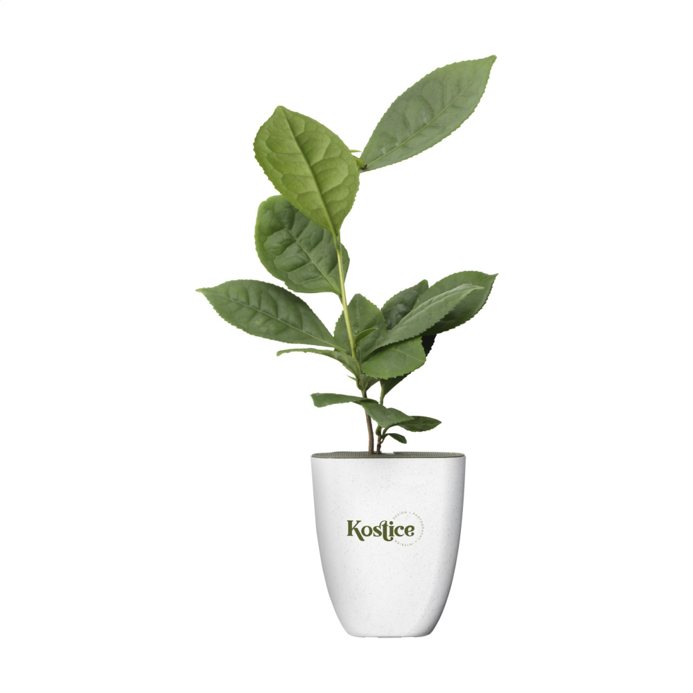 Logotrade promotional item picture of: Treemore Letterbox Trees Tea plant