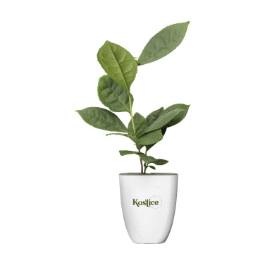Logo trade promotional giveaways picture of: Treemore Letterbox Trees Tea plant