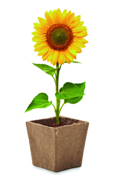 Logotrade promotional merchandise photo of: Sunflower growing kit