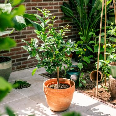 Лого трейд бизнес-подарки фото: Treemore Letterbox Деревья Каффир Лимон