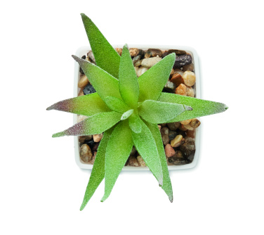 Лого трейд pекламные подарки фото: Mini artificial plant